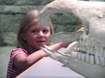 Summer with fossil Rhinoceros skull